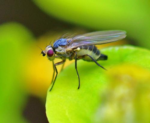 Phytomyza ranunculi
